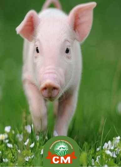 Free Bootstrap Template by uicookies.com